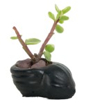 Mini Çiçek Saksı Küçük Sukulent Siyah Kaktüs Saksısı Mini Deniz Salyangozu Model